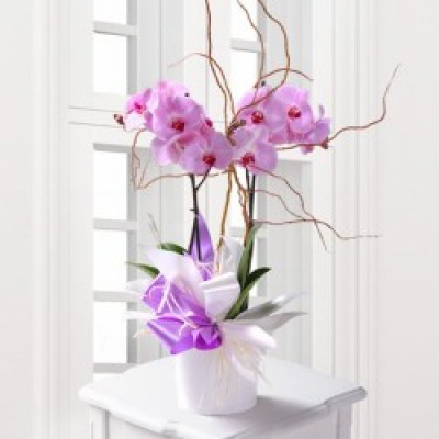 lilac-phalaenopsis-orchid-